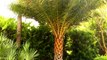 Medjool Date Palm Trees!  Phoenix dactylifera