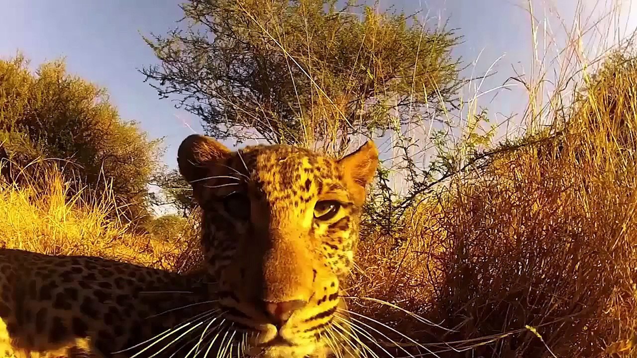 Leopard Tries to Eat Camera
