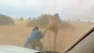 Arabic men chasing camel in a car