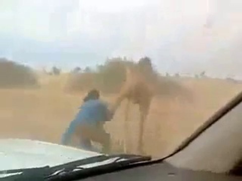 Arabic men chasing camel in a car