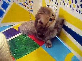 Fluffy Kitten Staring Into the Void