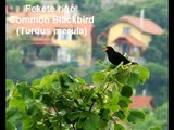 Fekete rigó (Turdus merula) énekel -  Common Blackbird singing