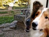 Cats And Dogs Photobombing