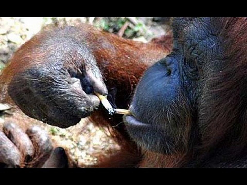 Smoking Monkeys Pics