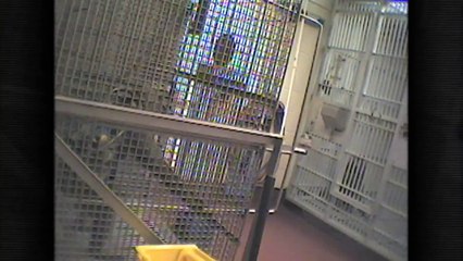 One Minute of Reality: Animal Testing