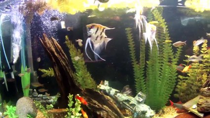 150 gallon community tank