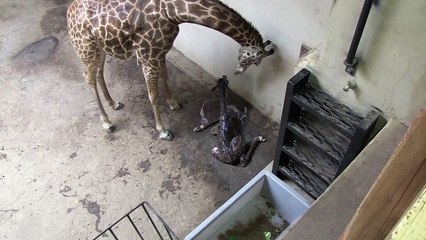 Amazing Baby Giraffe Birth - Buttercup - SANTA BARBARA ZOO