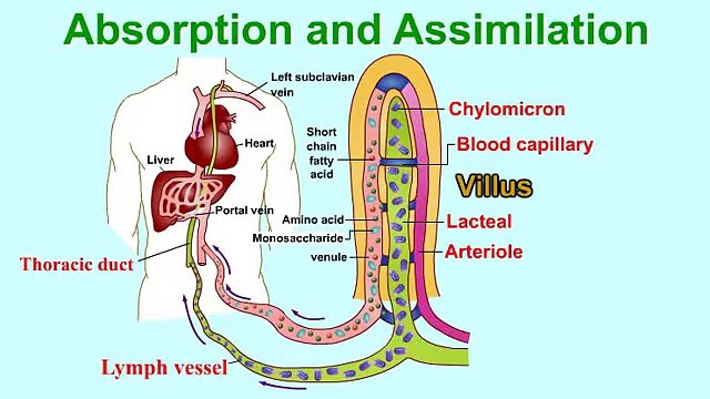 Absorption and Assimilation-VILLUS- vitamins and water enter into body fluids through the villi