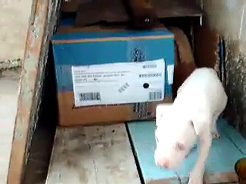 Pit Bull Terrier branco