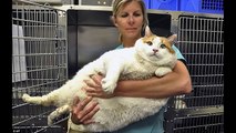 Fat Cat - World's Fattest Cats TOP 10 !