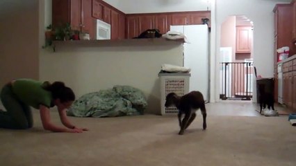 Lamb bounces after girl