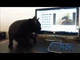 Funny Cats Compilation - Funny Cat Videos Ever- Funny Videos -copypasteads.com