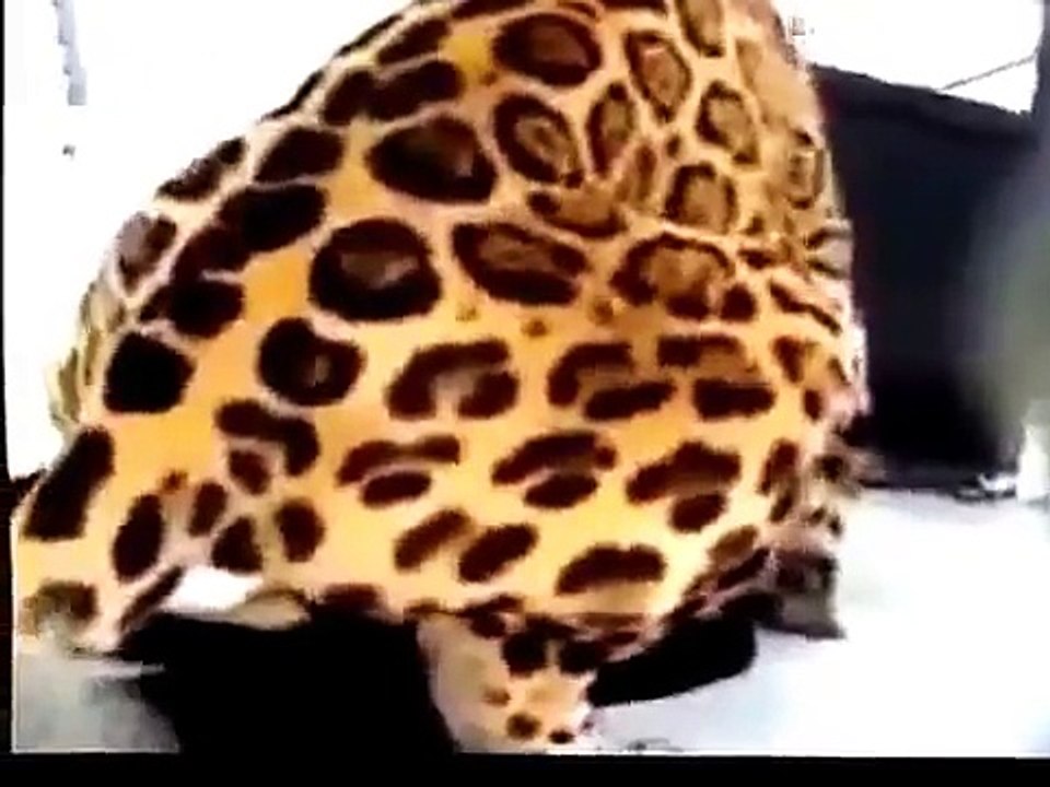 FUNNY CATS 11-07-2015