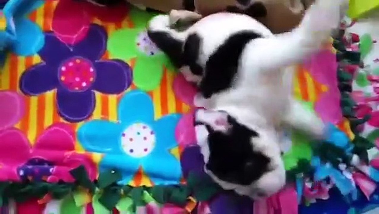 Né avec un handicap et ses pattes arrières récemment amputées, il lutte quotidiennement pour sa survie