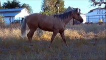 Dreamer APHA yearling filly