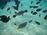 Fishes swimming at Sharm el Sheikh, Egypt