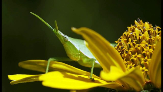 RAYNOX DCR-150 & DCR250 High Quality Macro conversion lens