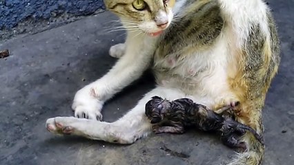 A mother cat gives birth to her kitten.. :)