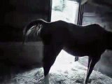 Mare Horse Giving a Cute Foal Birth