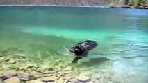 Newfoundland Dog Swimming in Spring Lake, British Columbia Canada