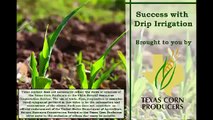 Texas Corn on Drip Irrigation Agricultural Technology/Agricultural Tve