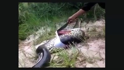 Un anaconda meurt après avoir mangé un anaconda