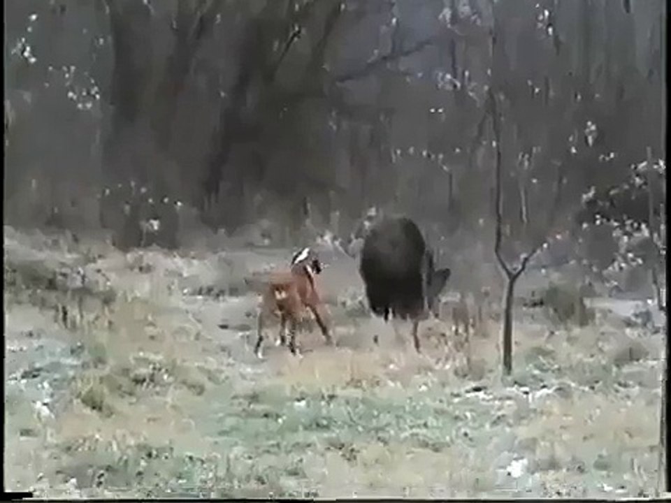 dog and pig fight video