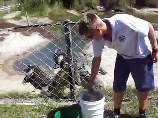 Crocodile Eats a MASSIVE Chicken... WHOLE