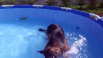 Piscine pour chien, un berger allemand dans la piscine !