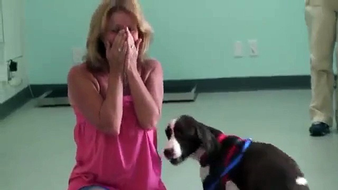 Emotion : ce chien paralysé remarche pour la première fois