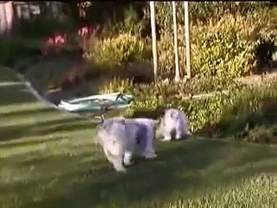 Australian Shepherd puppies