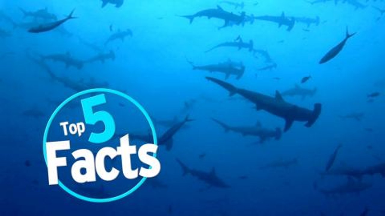 Top 5 Bloody Shark Attack Facts