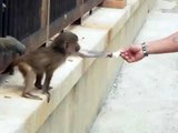 Baboon slips through the bars to get food