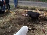 Cute Piglets Playing - Three Little Pigs play fighting at Trax Farms