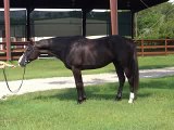 Flashy Thoroughbred Dressage Horse For Sale
