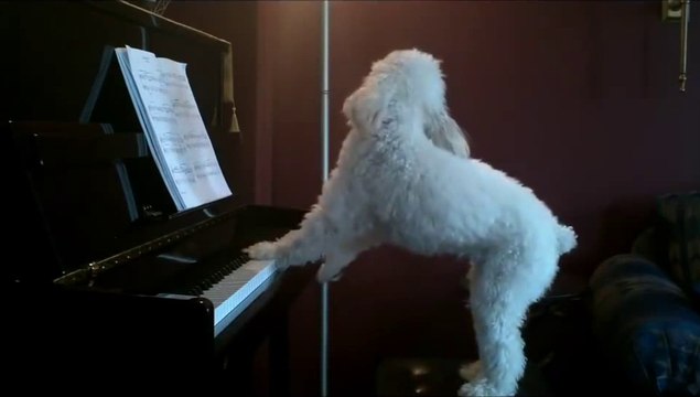 Dog plays piano and sings when alone at home