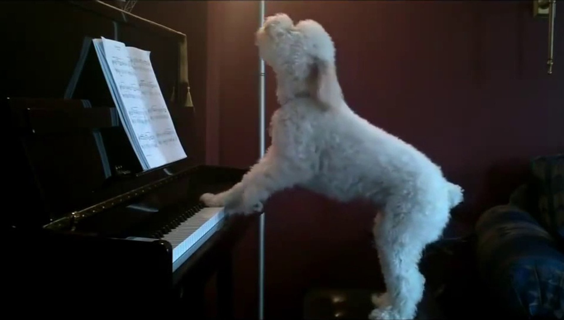Ce chien joue du piano et chante quand il est tout seul à la maison - Vidéo  Dailymotion