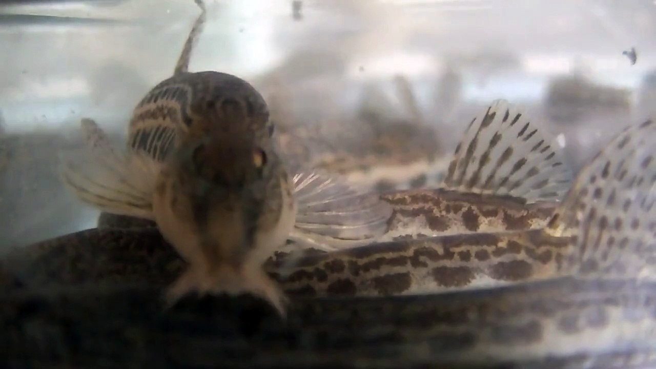 ペットボトル仕掛けでとれた生き物　ドジョウ真正面でハフハフ fish bottle trap