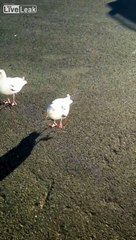 Dancing Welsh Seagull