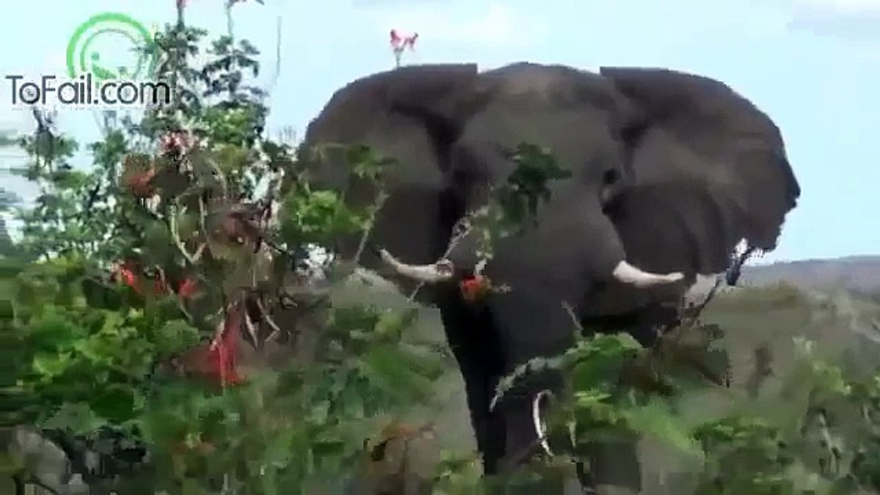 Animal Attack Human Compilation