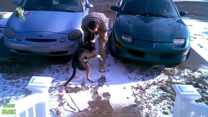 Dogs Welcoming Soldiers Home Compilation