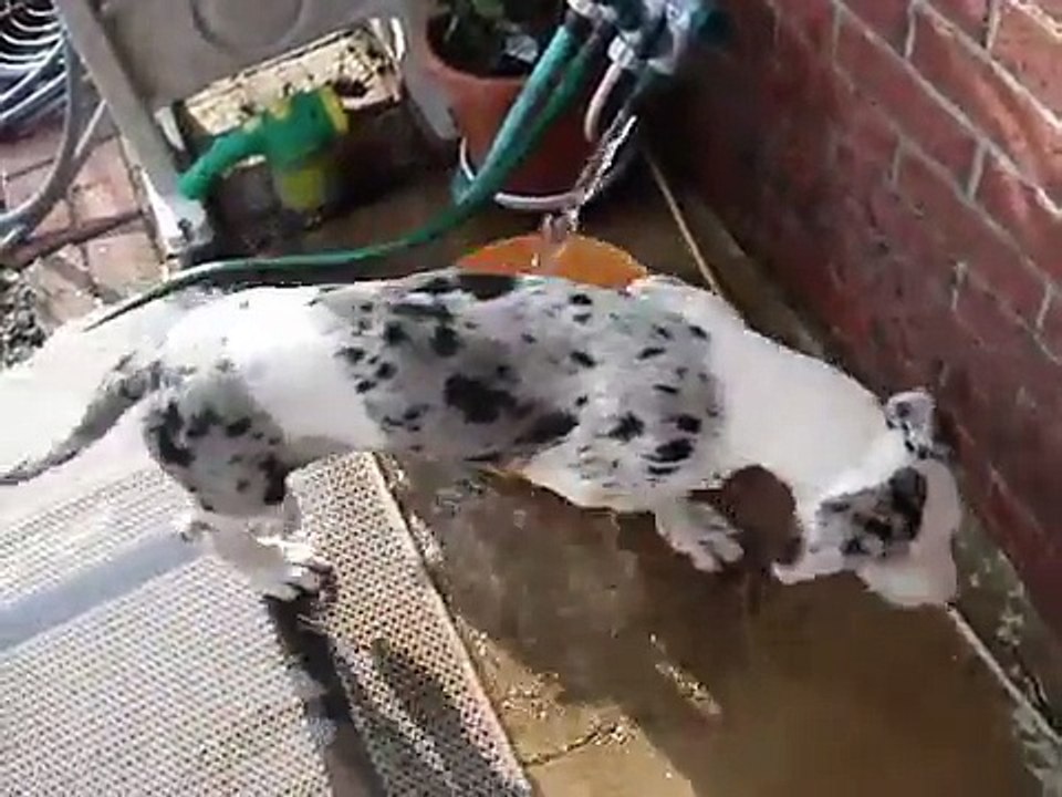 Great Dane  Puppy Tumbles & Somersaults