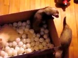 Ferrets in a box @ Funny Animal Videos   Funny Pet Videos, Funny Cat Videos, Cute Pets