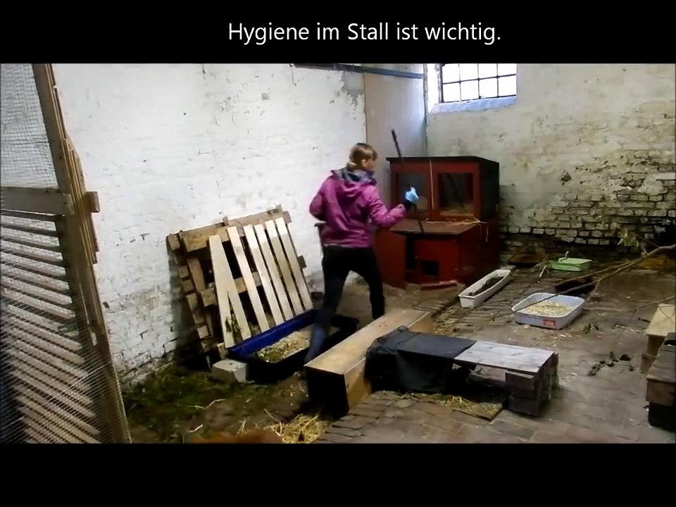 Wie oft mistet man den Kaninchenstall aus? (Kaninchenhaltung Gehege Kaninchen lustig süß Hase)