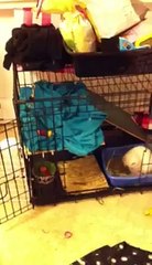 Bunny Rabbit Cage Tour