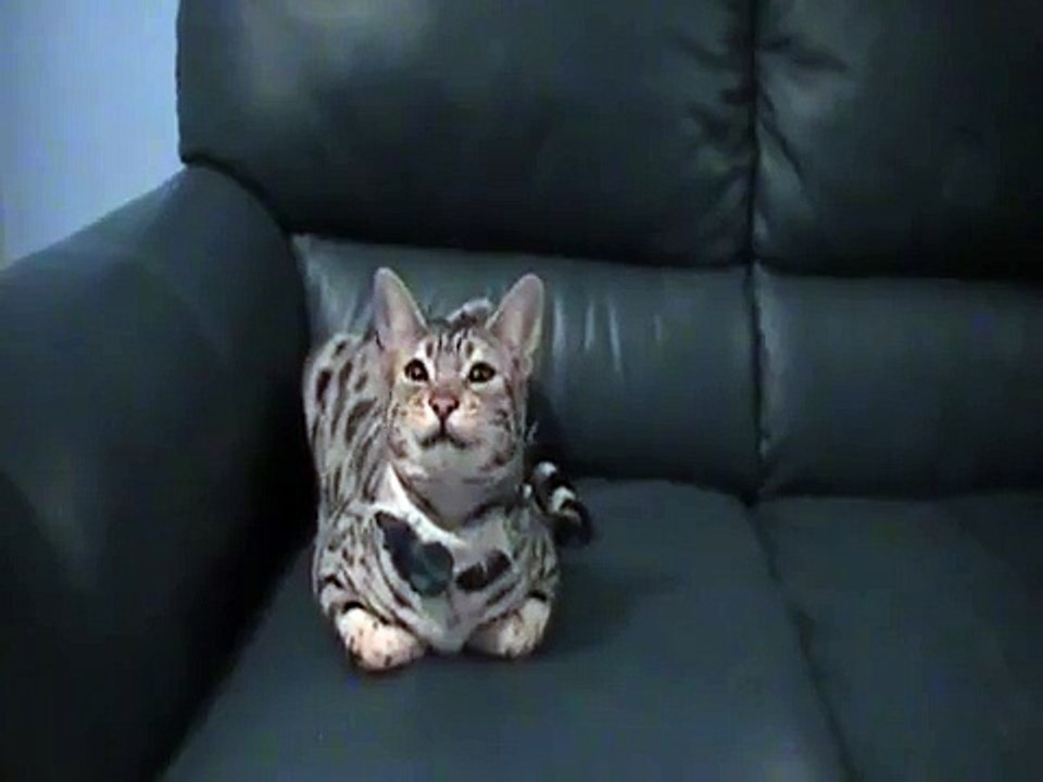 Electro the Bengal Cat Meowing