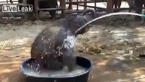 Baby elephant having a playful bath !!! Documentary Animal and Nature
