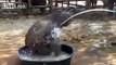 Baby elephant having a playful bath !!! Documentary Animal and Nature