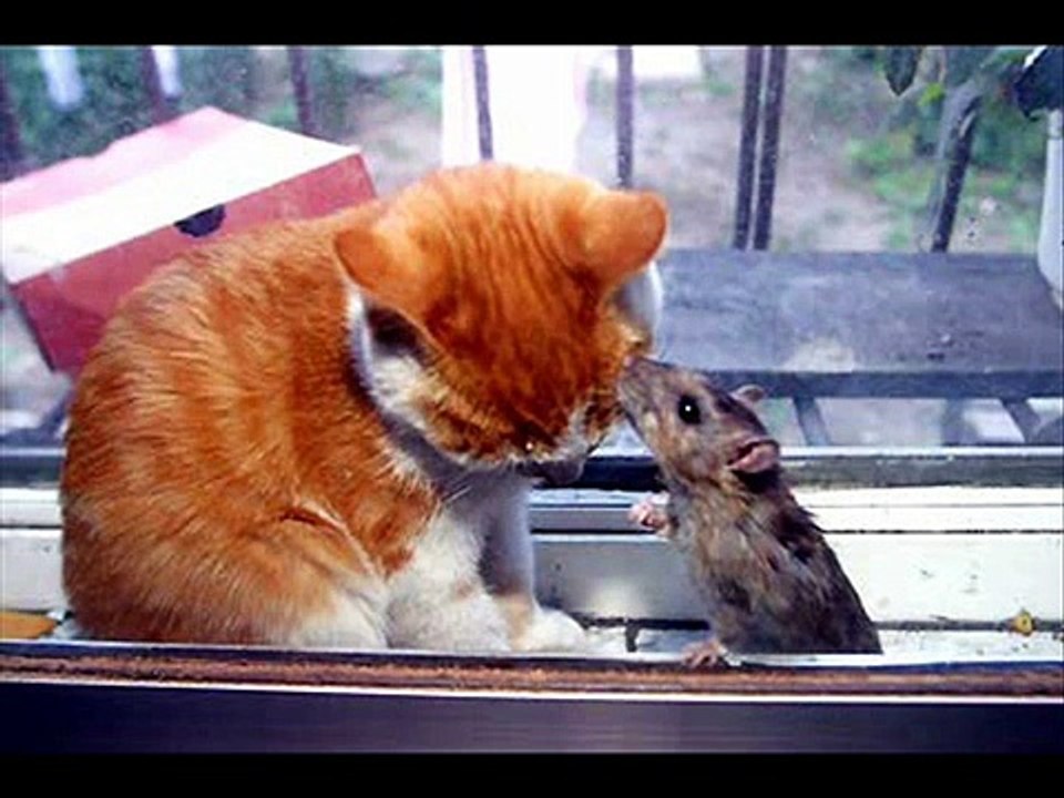♥♥♥ Very funny cats 2 ♥♥♥