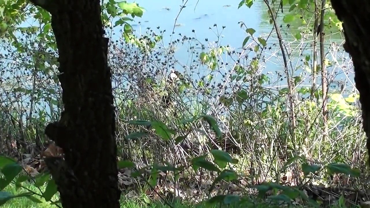 Canadian Geese - A Mother Goose on Mother's Day